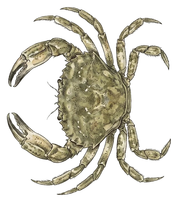 Illustrazione di crostaceo