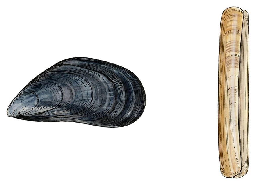 Illustrazione di mollusco