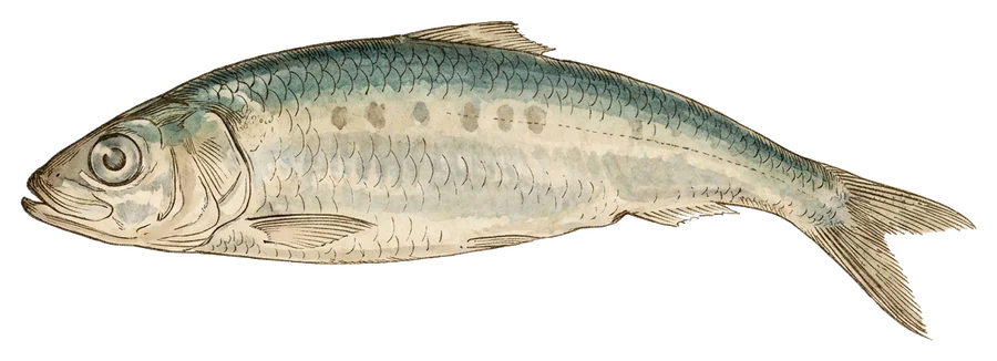 Illustrazione di pesce esca