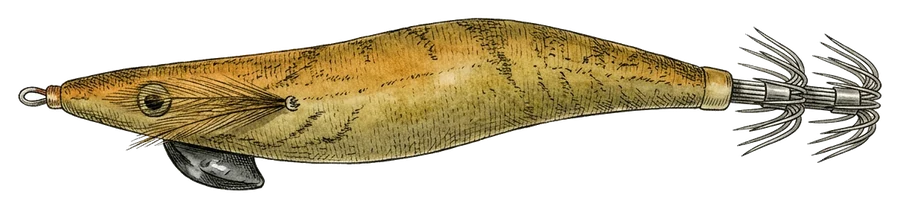 Illustrazione di totanara