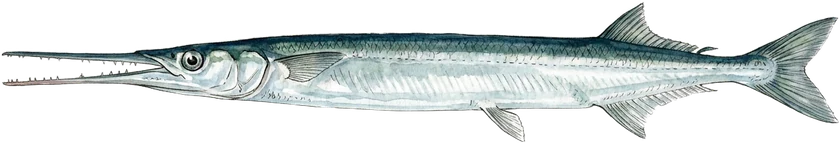 Illustrazione dell'aguglia, Belone belone