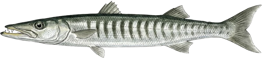 Illustrazione del barracuda, Sphyraena viridensis