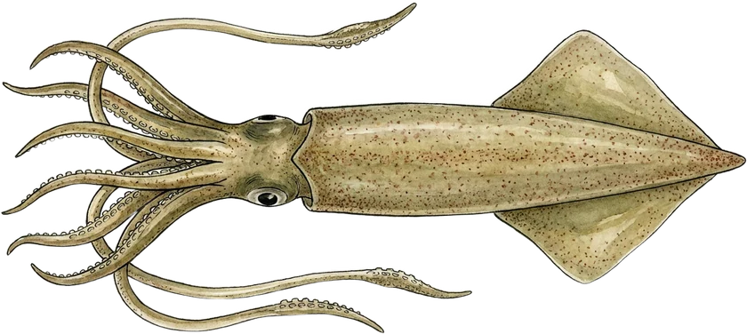Illustrazione del calamaro, Loligo vulgaris