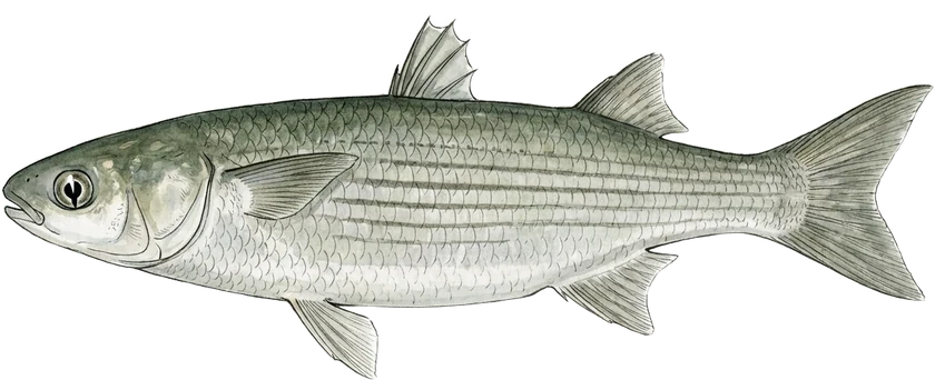 Illustrazione del cefalo, Mugil cephalus