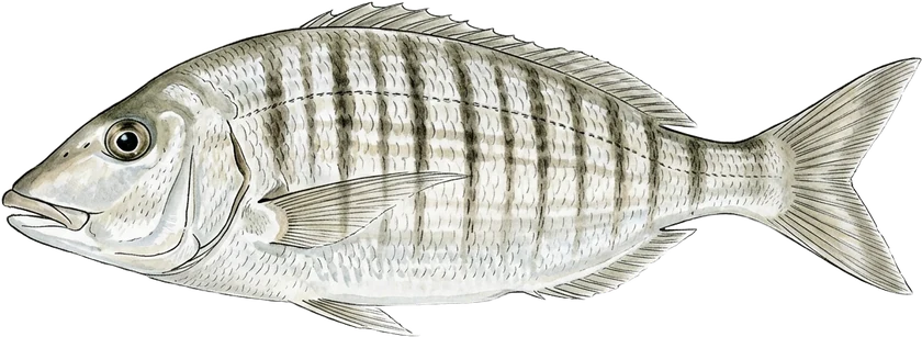 Illustrazione del mormora, Lithognathus mormyrus