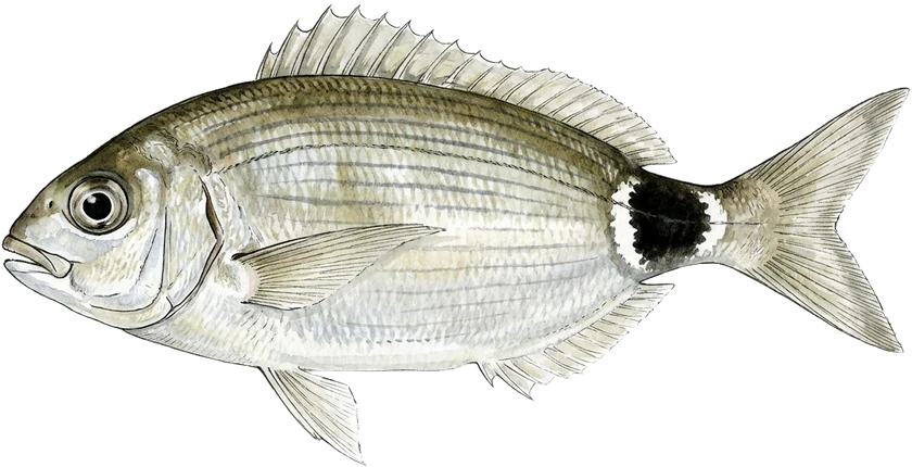 Illustrazione dell'occhiata, Oblada melanura