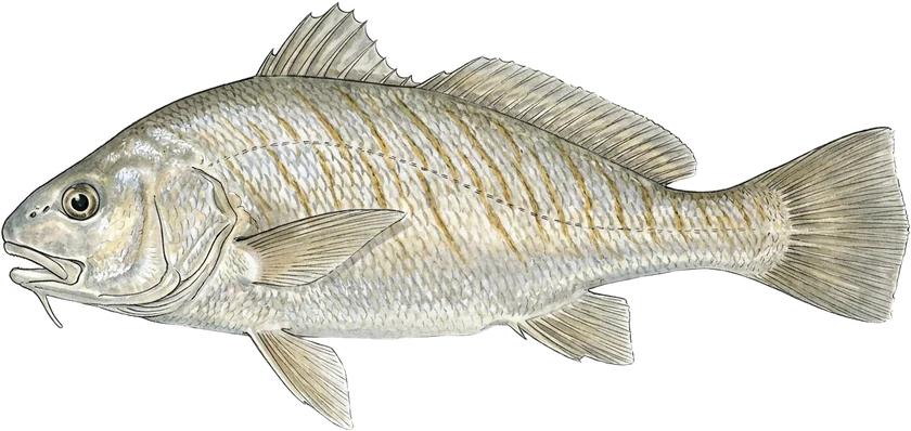 Illustrazione dell'ombrina, Umbrina cirrosa