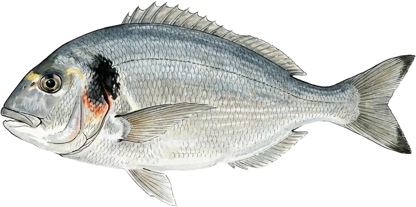 Illustrazione del orata, Sparus aurata