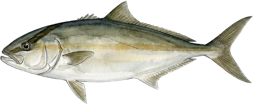 Illustrazione della ricciola, Seriola dumerili