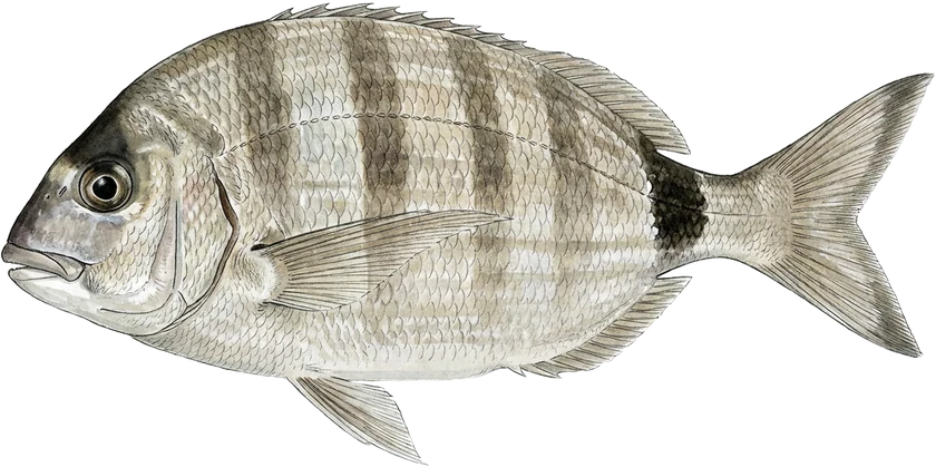 Illustrazione del sarago, Diplodus sargus