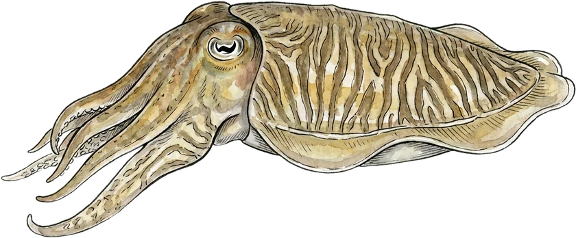 Illustrazione del seppia, Sepia officinalis