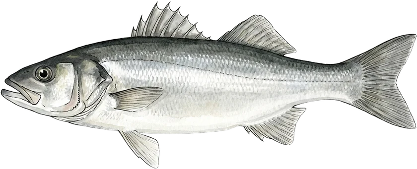 Illustrazione del spigola, Dicentrarchus labrax
