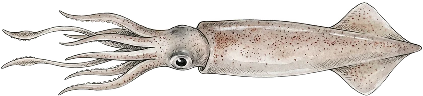 Illustrazione del totano, Todarodes sagittatus